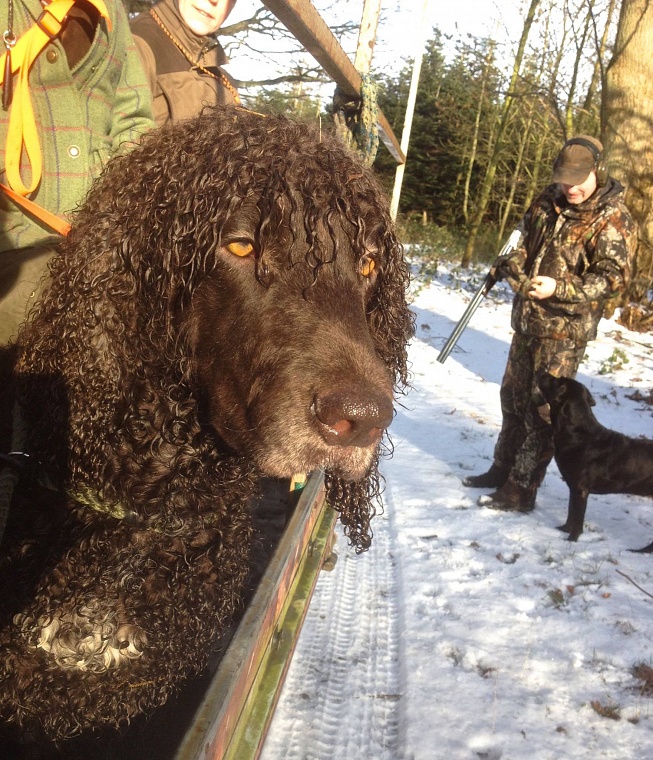 2016_pheasant-hunt-in-dk_arriba